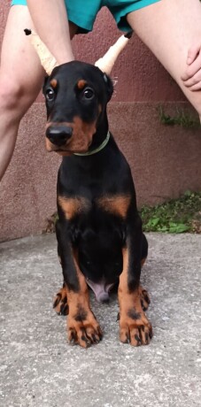 stenci-dobermana-big-4