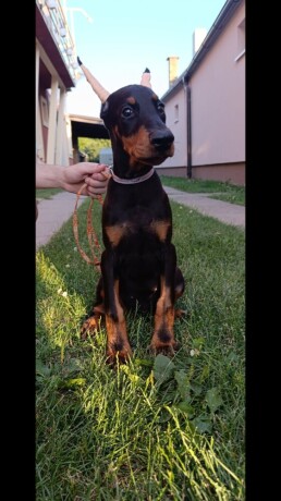 stenci-dobermana-big-3