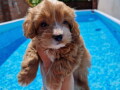 maltipoo-bebice-small-1