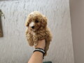 maltipoo-bebice-small-2