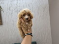 maltipoo-bebice-small-3