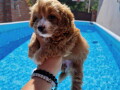 maltipoo-bebice-small-4