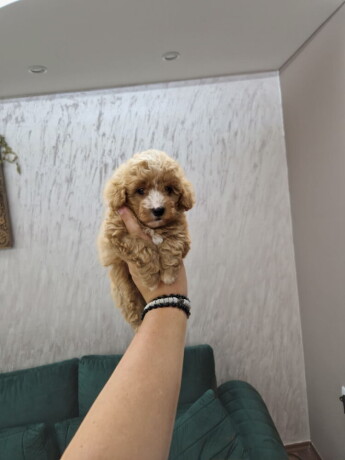 maltipoo-bebice-big-3