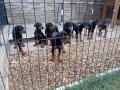 doberman-stenci-small-2