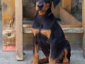 doberman-stenci-small-4