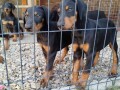 doberman-stenci-small-0