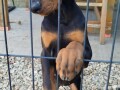 doberman-stenci-small-3