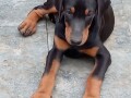 doberman-stenci-small-1