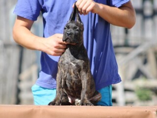 Cane corso štenci