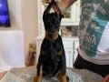 doberman-small-3