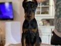 doberman-small-1