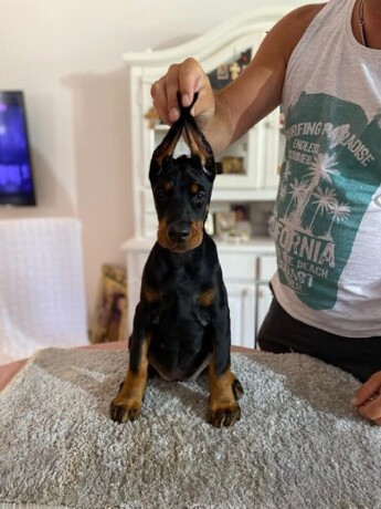 doberman-big-3