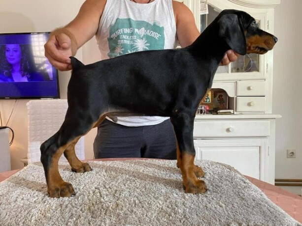 doberman-big-2