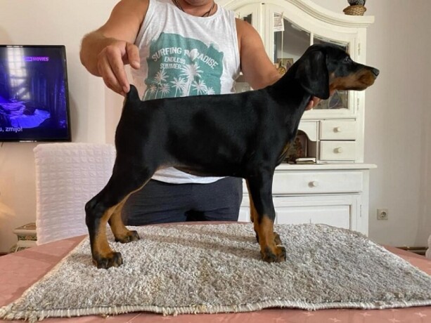 doberman-big-0