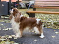 cavalier-king-charles-spaniel-stenci-small-3