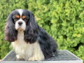 cavalier-king-charles-spaniel-stenci-small-2