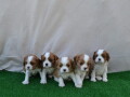 cavalier-king-charles-spaniel-stenci-small-1