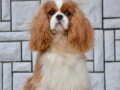 cavalier-king-charles-spaniel-stenci-small-4