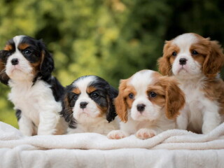 CAVALIER KING CHARLES spaniel štenci