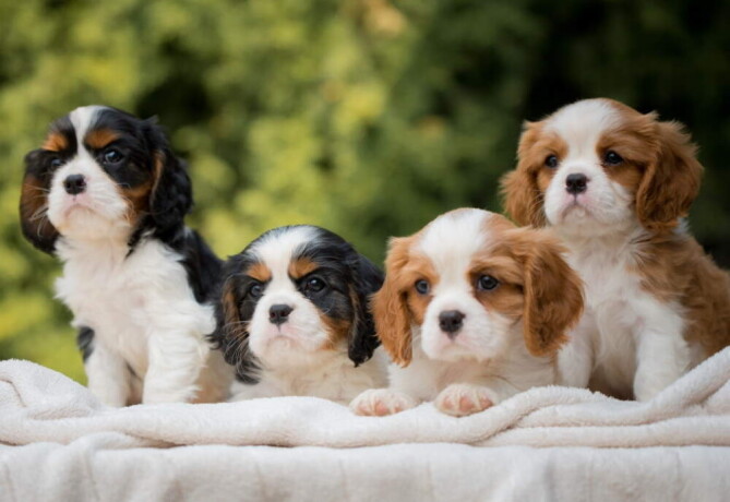 cavalier-king-charles-spaniel-stenci-big-0