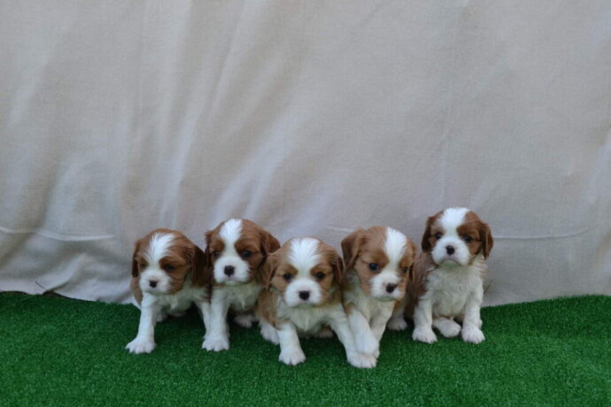 cavalier-king-charles-spaniel-stenci-big-1