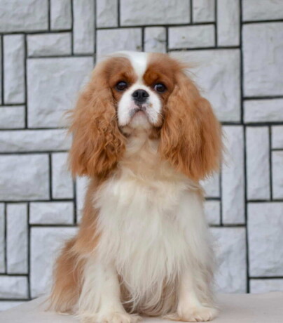 cavalier-king-charles-spaniel-stenci-big-4