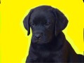 labrador-stenci-small-3