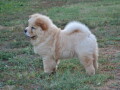 na-prodaju-chow-chow-stenci-zenkice-small-3