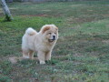 na-prodaju-chow-chow-stenci-zenkice-small-4