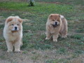 na-prodaju-chow-chow-stenci-zenkice-small-2