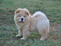 na-prodaju-chow-chow-stenci-zenkice-small-1