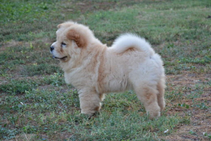 na-prodaju-chow-chow-stenci-zenkice-big-3