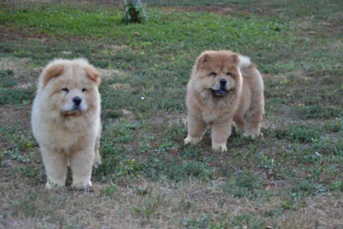 na-prodaju-chow-chow-stenci-zenkice-big-2