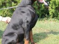 doberman-stenci-small-4