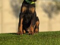 doberman-stenci-small-3