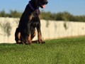 doberman-stenci-small-1