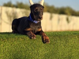 Doberman štenci