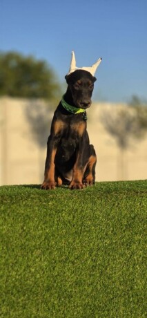 doberman-stenci-big-3