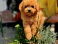 teddy-bear-toy-pudle-small-3