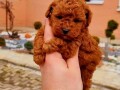 teddy-bear-toy-pudle-small-0