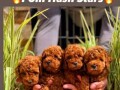 teddy-bear-toy-pudle-small-1