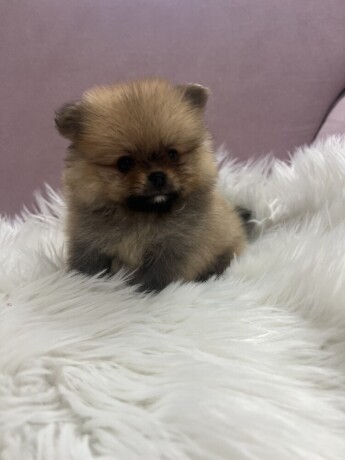 pomeranac-boo-medvedici-big-1