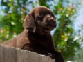 labrador-retriver-stenci-small-1