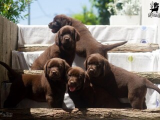 Labrador Retriver štenci