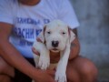 dogo-argentino-stenci-small-0