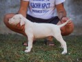 dogo-argentino-stenci-small-1