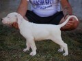 dogo-argentino-stenci-small-2