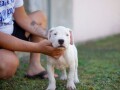 dogo-argentino-stenci-small-3