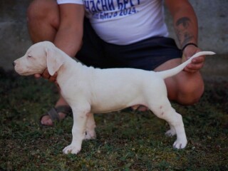 Dogo Argentino štenci