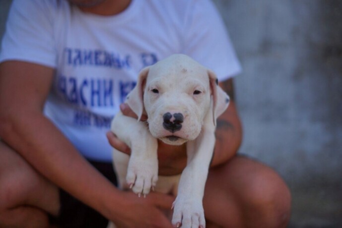 dogo-argentino-stenci-big-0